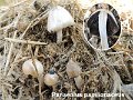 Panaeolus papilionaceus-amf1382
